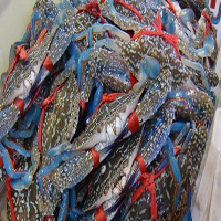 锦州海鲜活体空运